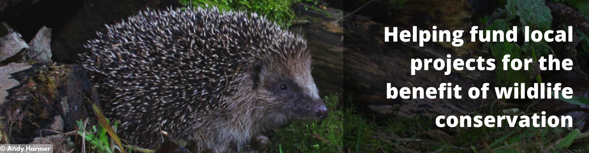 Hedgehog - copyright Andy Harmer