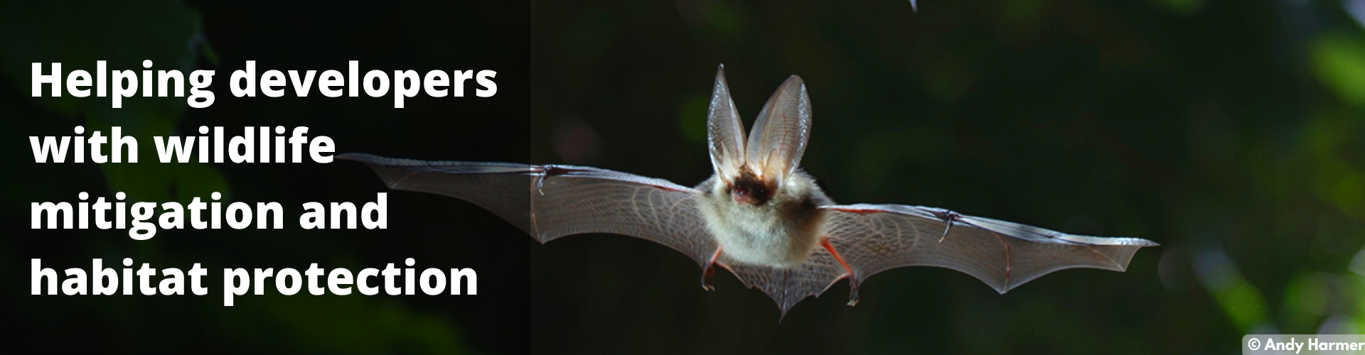 Long-eared bat - copyright Andy Harmer